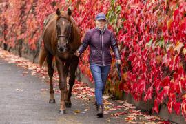 Tattersalls SYL 24 - Lot 396