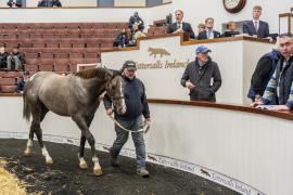 Tattersalls SYL 24 - Lot 402