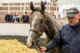 Tattersalls SYL 24 - Lot 402