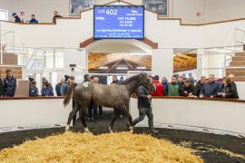 Tattersalls SYL 24 - Lot 402