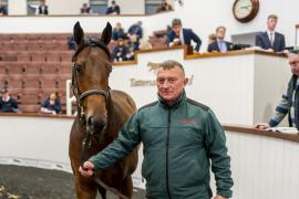 Tattersalls SYL 24 - Lot 405