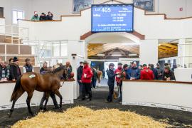 Tattersalls SYL 24 - Lot 405