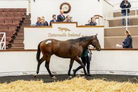 Tattersalls SYL 24 - Lot 417