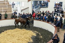 Tattersalls SYL 24 - Lot 417