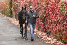 Tattersalls SYL 24 - Lot 423