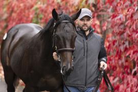 Tattersalls SYL 24 - Lot 423