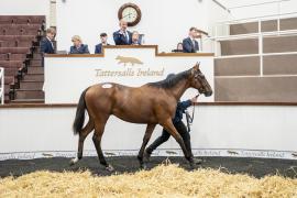 Tattersalls SYL 24 - Lot 471