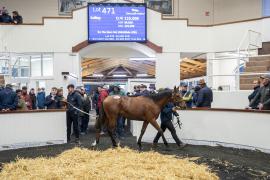 Tattersalls SYL 24 - Lot 471