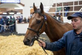 Tattersalls SYL 24 - Lot 471