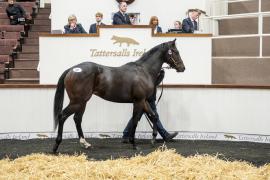 Tattersalls SYL 24 - Lot 480