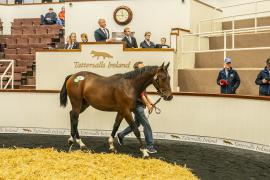 Tattersalls SYL 24 - Lot 51