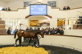 Tattersalls SYL 24 - Lot 51