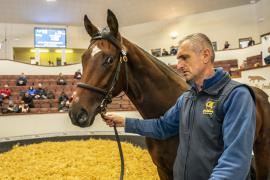 Tattersalls SYL 24 - Lot 52