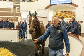 Tattersalls SYL 24 - Lot 52