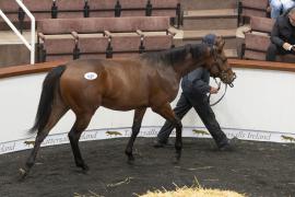 Tattersalls SY2 24 - Lot 645