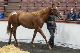 Tattersalls SY2 - Lot 708