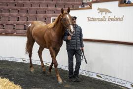 Tattersalls SY2 - Lot 708