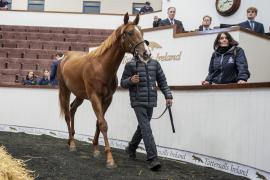 Tattersalls SY2 - Lot 708