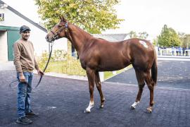 Tattersalls SYL 24 - Lot 70