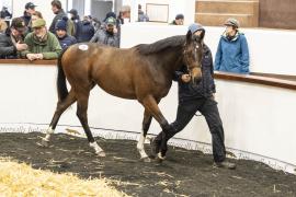 Tattersalls SY2 - Lot 772