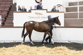 Tattersalls SY2 - Lot 772