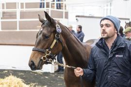 Tattersalls SY2 - Lot 772