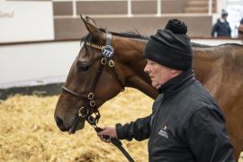 Tattersalls SY2 - Lot 777