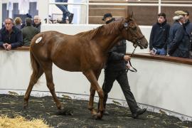 Tattersalls SY2 - Lot 812