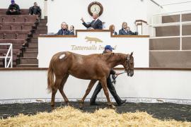 Tattersalls SY2 - Lot 812