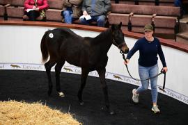 Tattersalls NNH 24 - Affinisea Lot 56