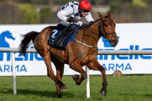 Leading hurdler Ballyburn is a graduate of the November National Hunt Sale. 