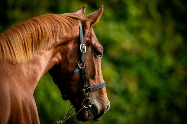 September Yearling Sale catalogue is now available to view online. 