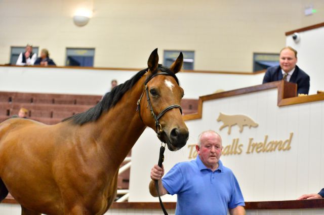 The son of Order of St George was purchased by Ballycrystal Stables for €65,000. 