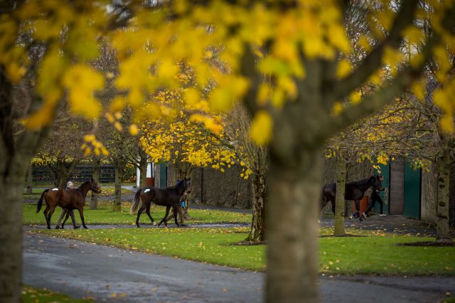 123 yearlings, foals and mares have been catalogued for the Sapphire Sale. 