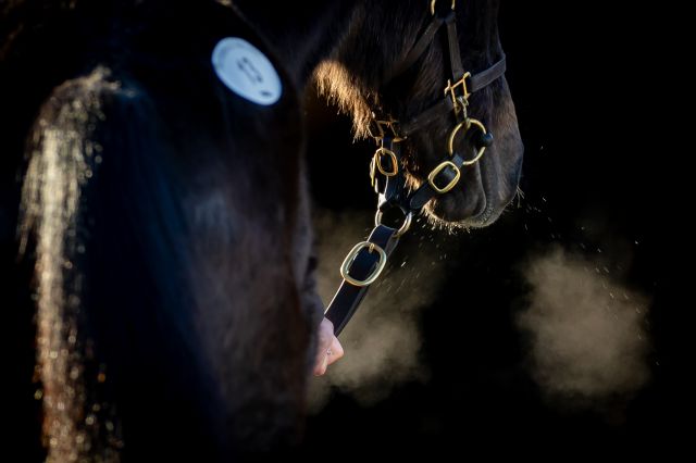 Winter Flat and National Hunt Sale will take place on Tuesday 28th January. 