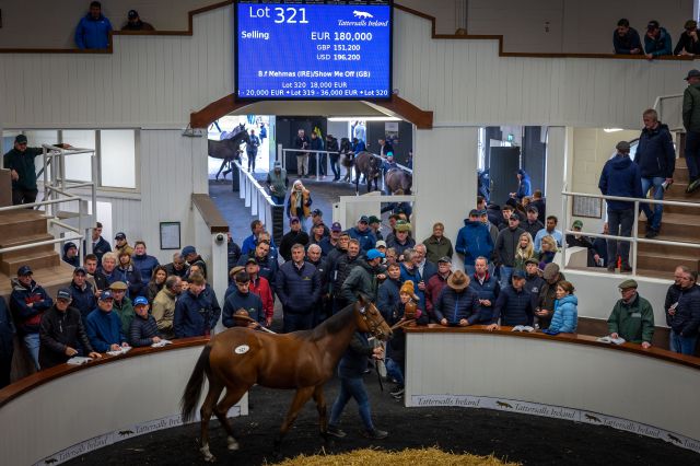 Lot 321 was sold by Castledillon Stud and purchased by Rabbah Bloodstock for €180,000. 