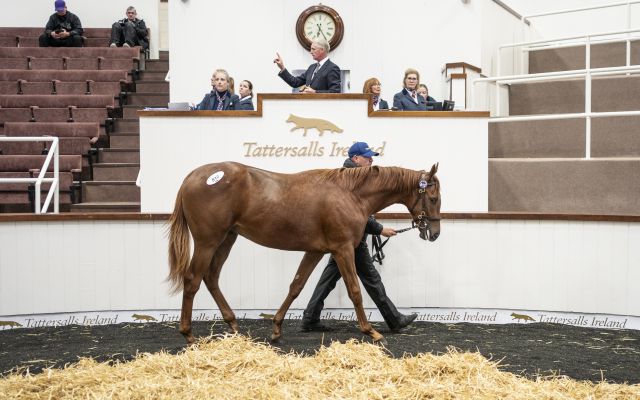 Lot 812 was consigned by Rockview Stables and purchased by Kilronan for €36,000. 