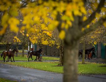 123 yearlings, foals and mares have been catalogued for the Sapphire Sale.