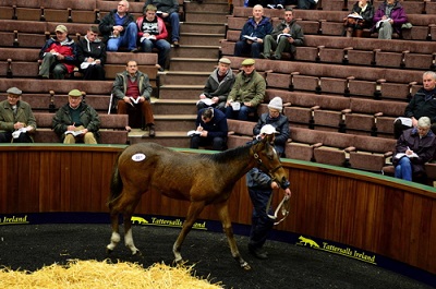 Lot 861 Milan x JyReste  from Cleaboy Stud  Coppice Farm sells for 52000 to Ormond Bloodstock web