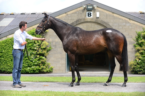 Lot 275 Robin des Champs 4