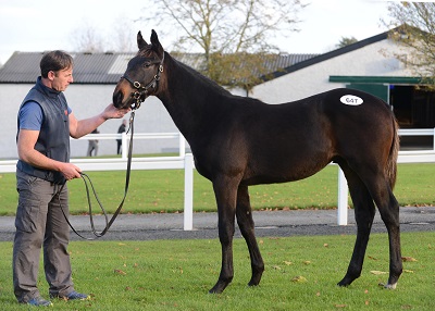 Tattersalls 111115 Lot 647 5web