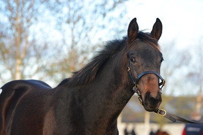 Tattersalls 111115 Lot 647 7web