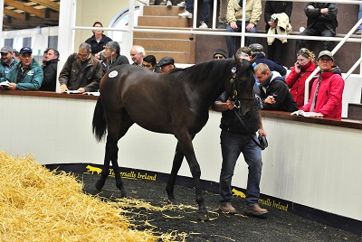 Tattersalls 23915 Lot 427 1WEB 2