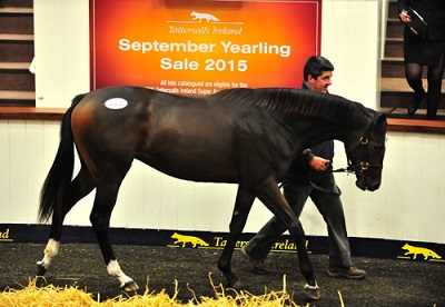 Tattersalls 24915 Lot 706 1web