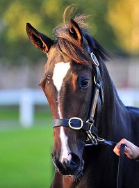 Tattersalls 24915 Lot 706 2web