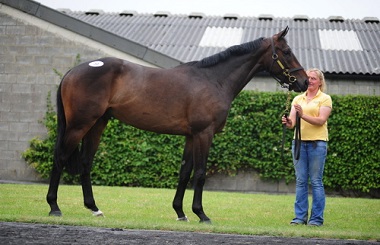 Tattersalls Day 1 2014 Lot 50 4