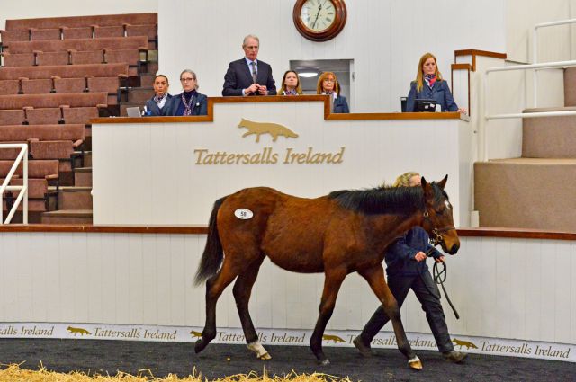 Lot 58: Walk In The Park (IRE) / Glasgow Allen (FR) B.C. 2024